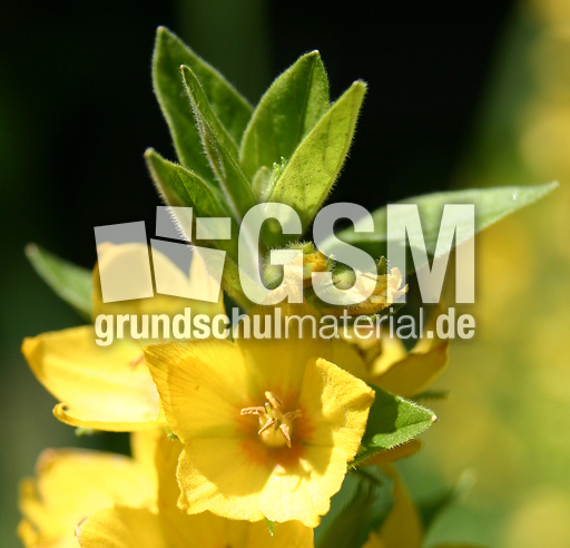 Goldfelberich-1.JPG